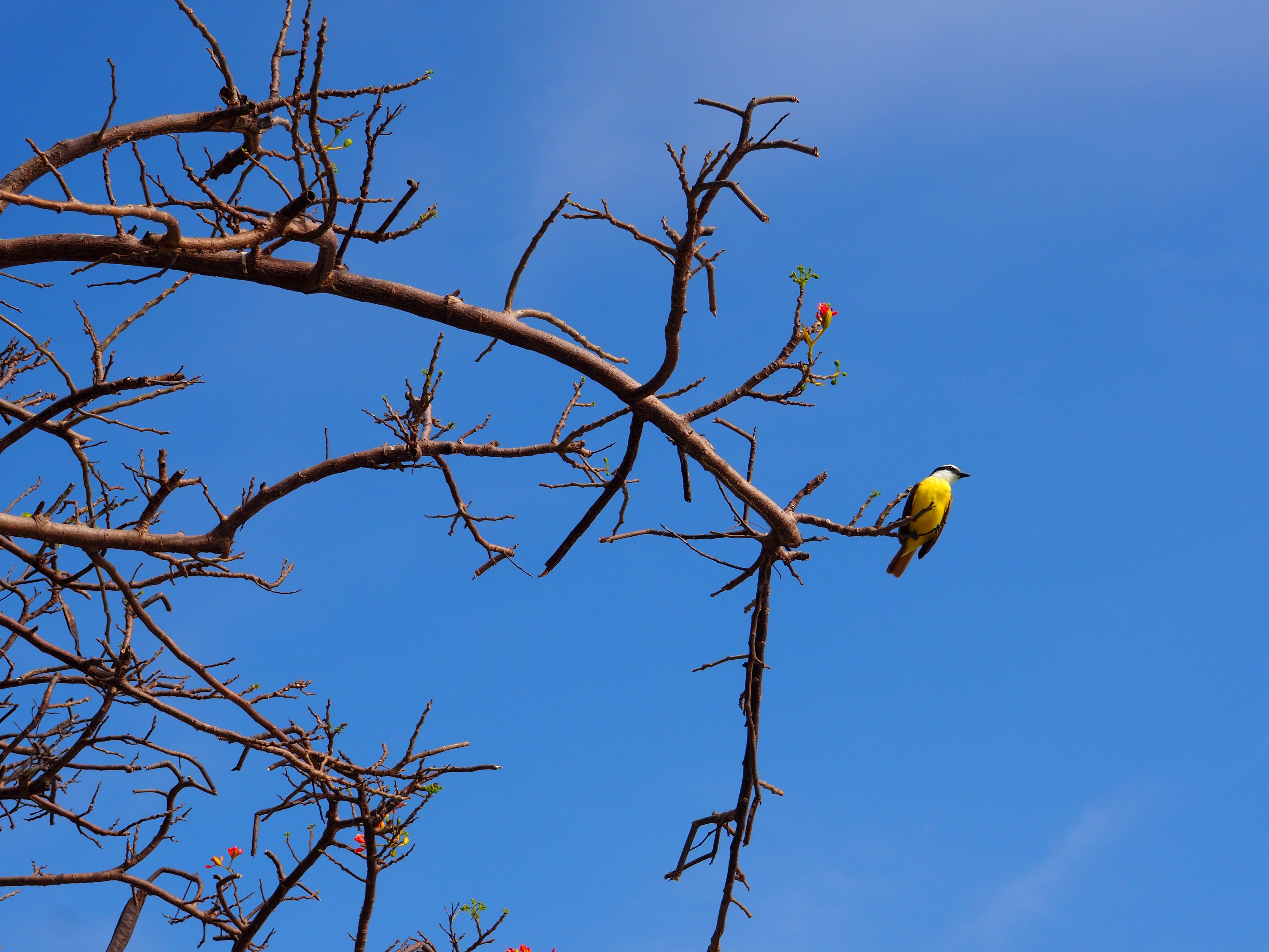 Alcedo, Martin Pêcheur, ciel, arbre