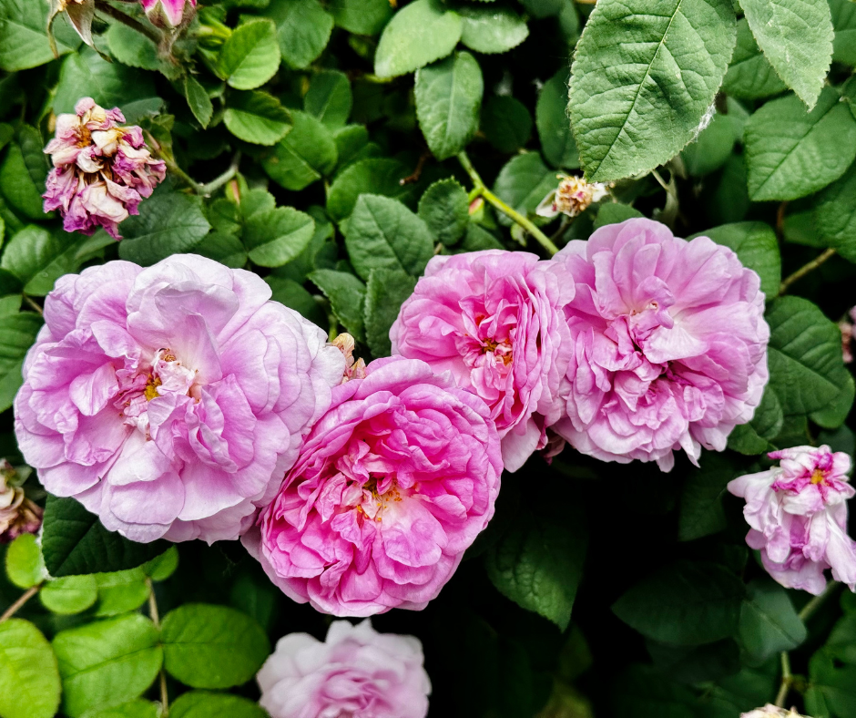 L'eau de Rose de Damas