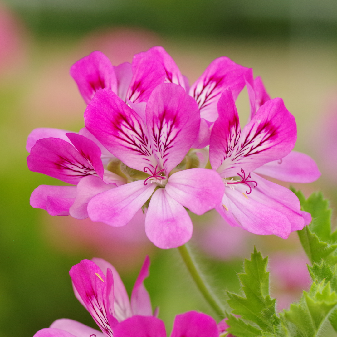 Huile essentielle de geranium rosat