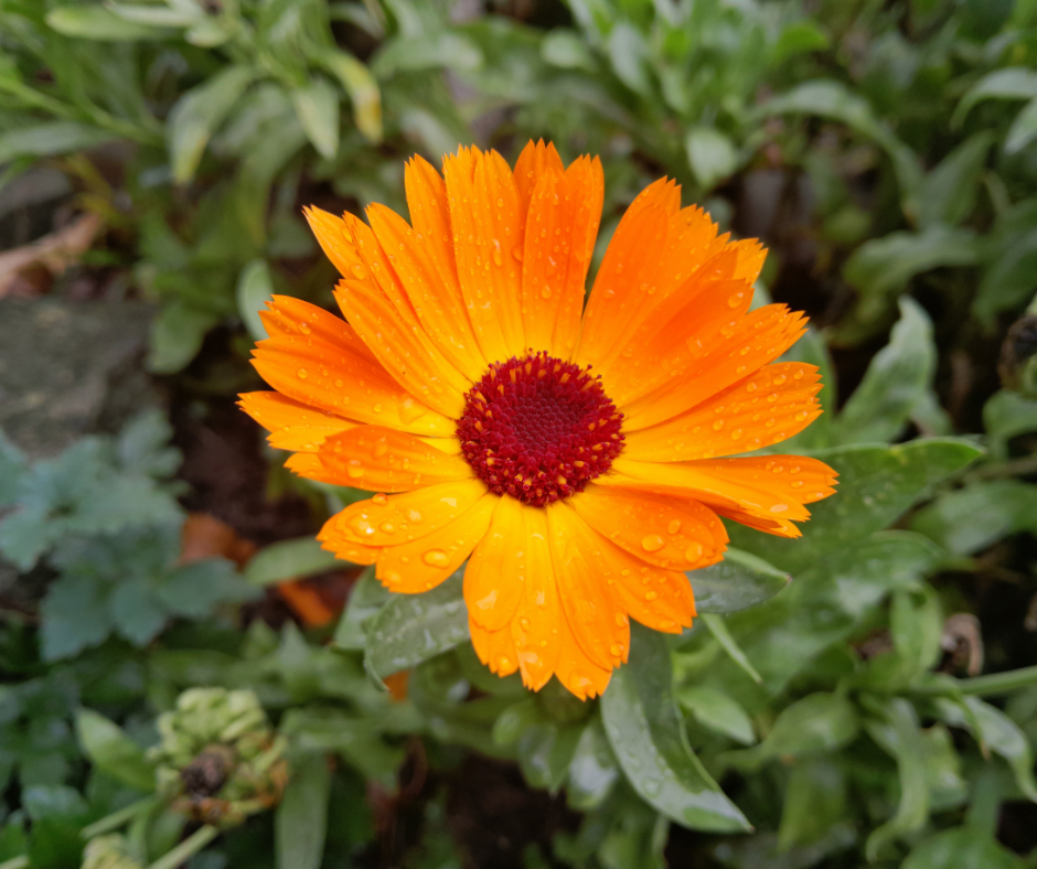 Eau florale de Calendula bio