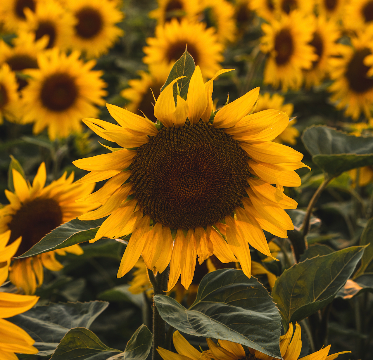 Huile de tournesol locale