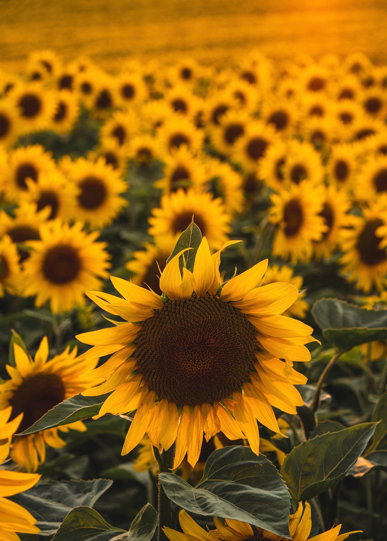 Tournesols_Alsace_du_Nord.jpg